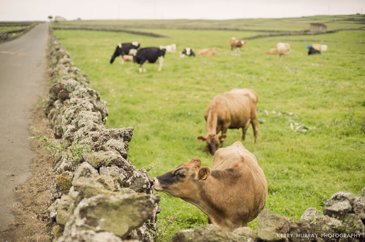 Terceira Island, Azores - travel photography Portugal