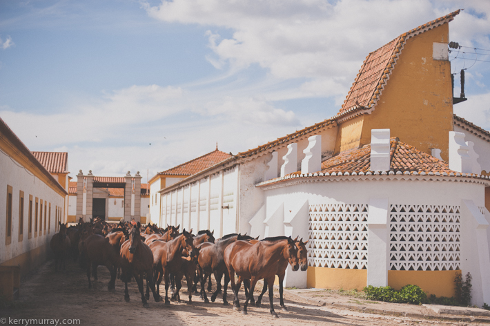 Alentejo Horses-7