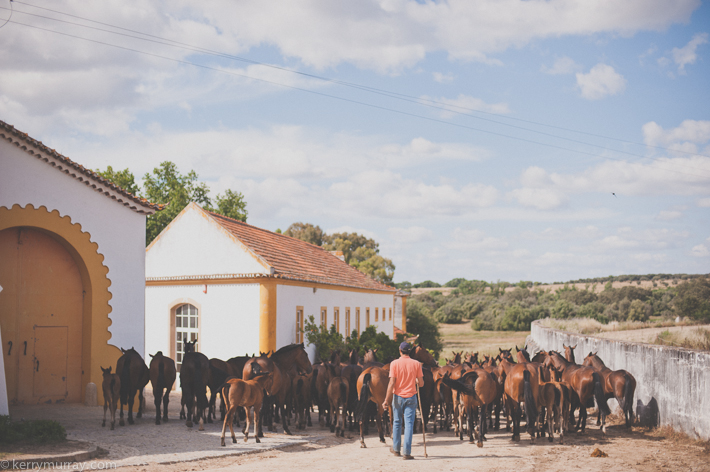 Alentejo Horses-8