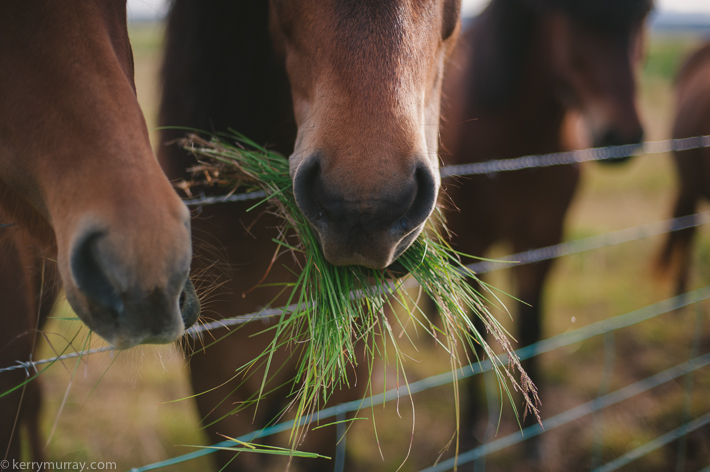 Golden Circle Iceland