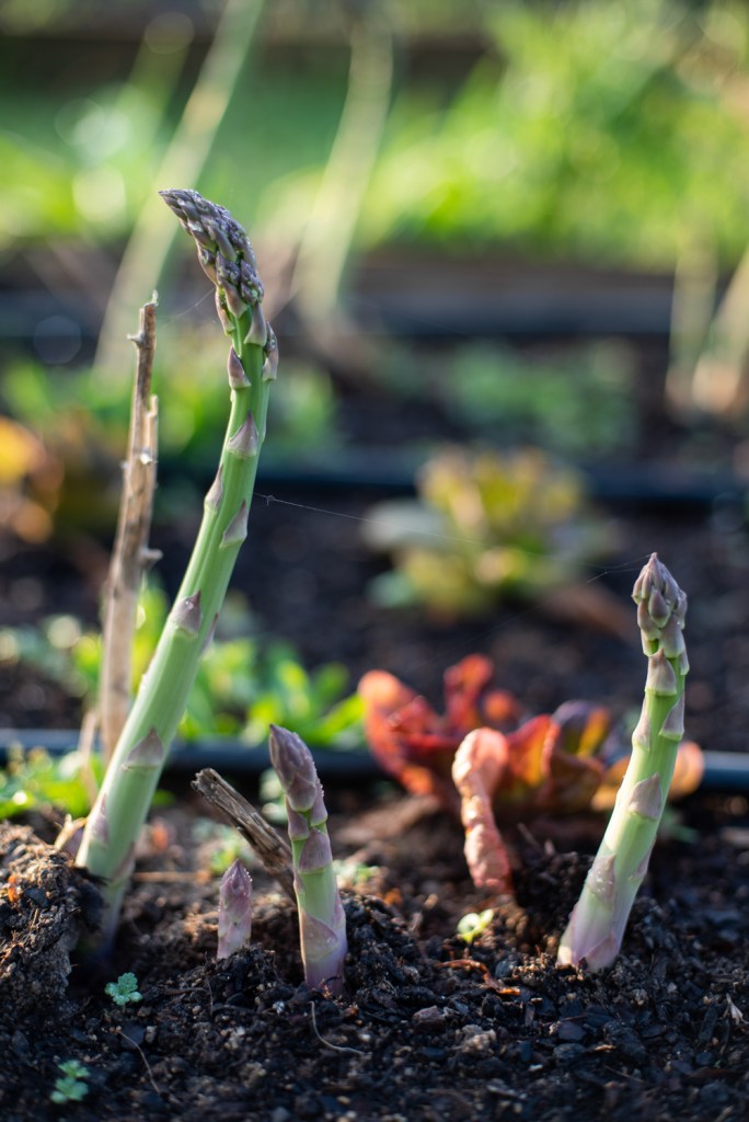 Food Photographer Portugal