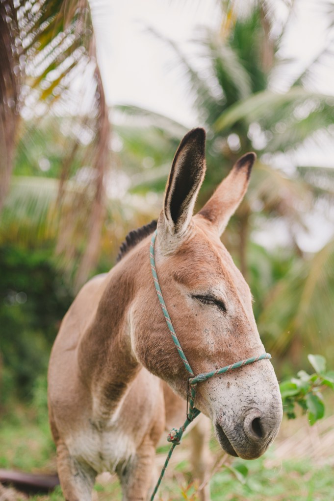 Travel Photographer Brazil
