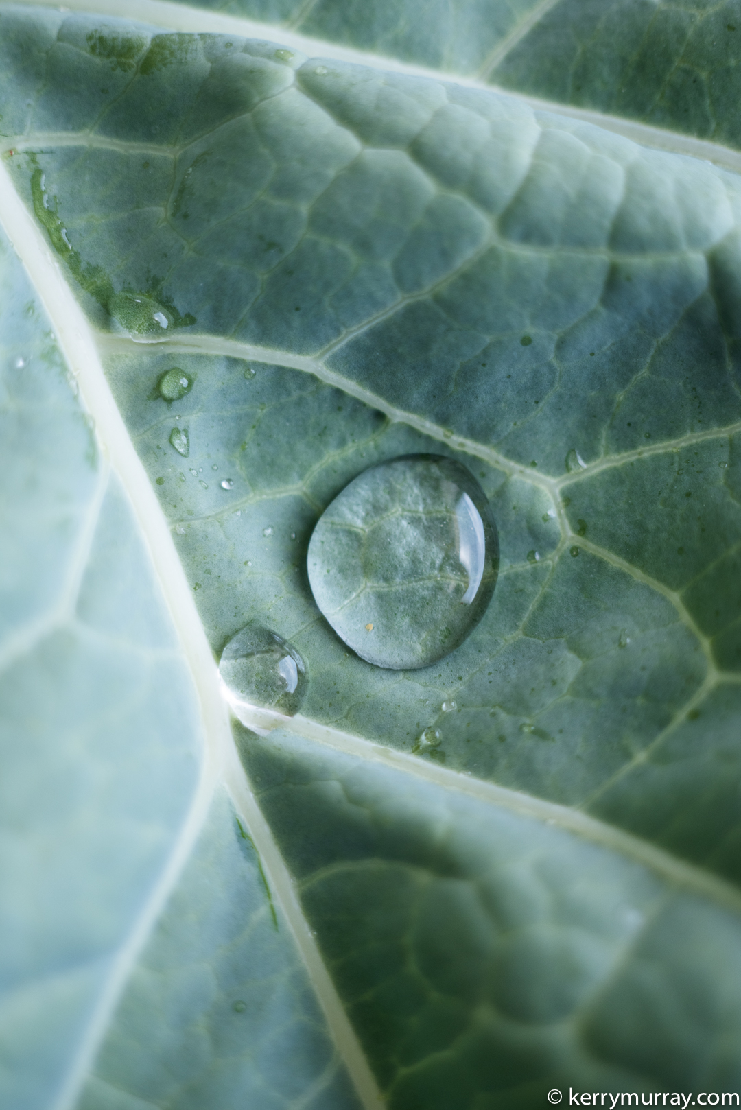 Food Photography Portugal