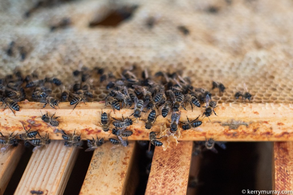 Food Photographer Portugal