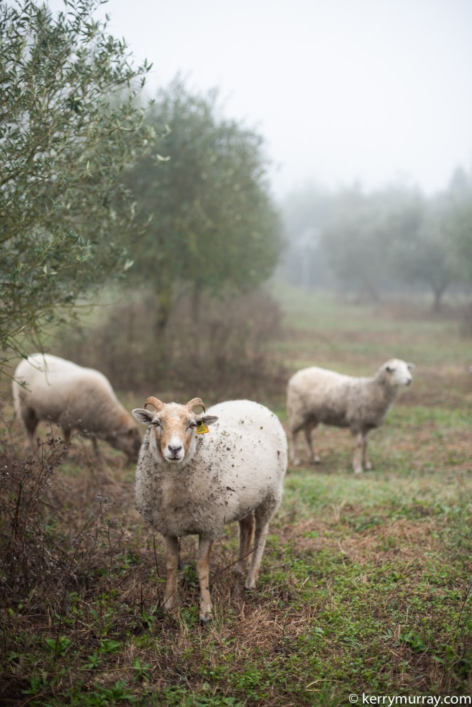 Food Photographer Portugal