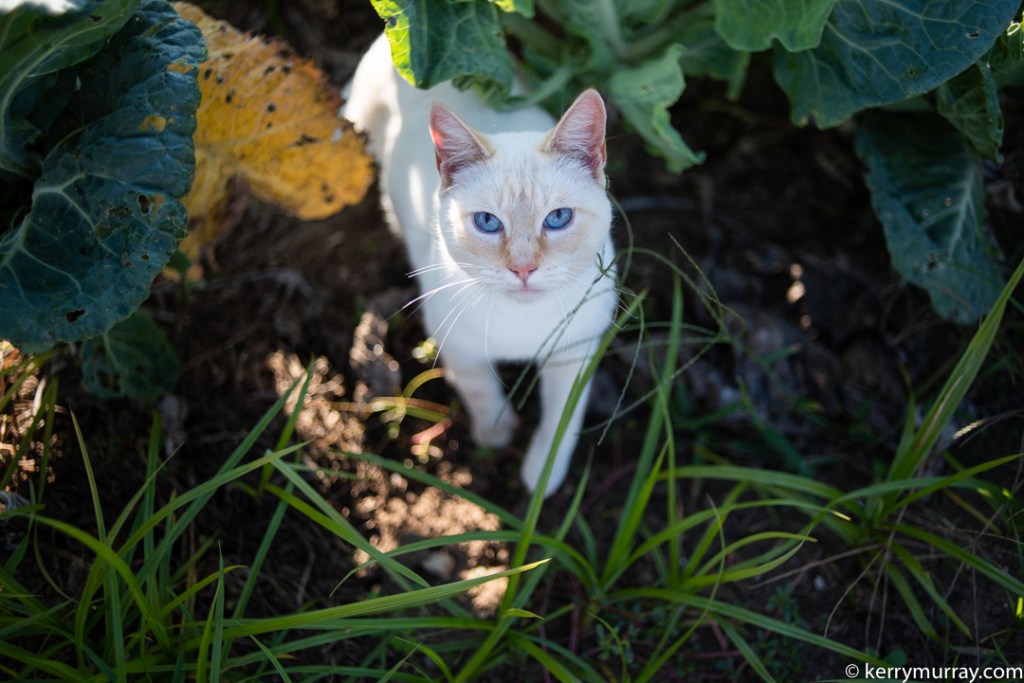 Food Photographer Portugal